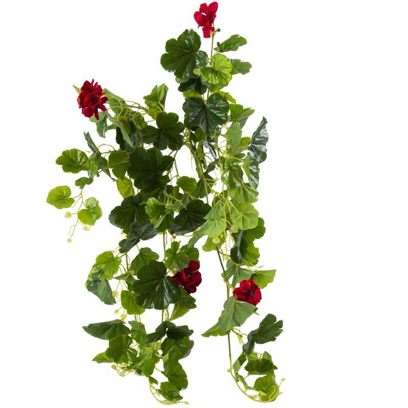 צמח גולש מסוג גרניום עם פריחה אדומה